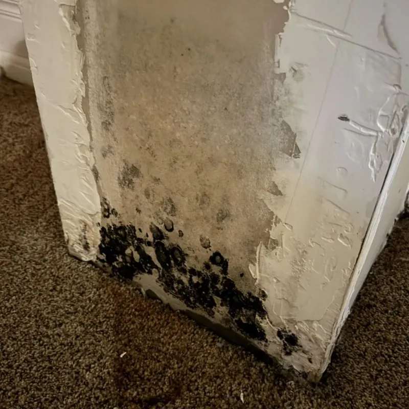 Professional Mold Removal in Iowa County, IA